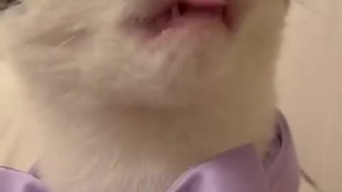 CUT AND VERY FUNNY CAT VIDEOE OF 2022.