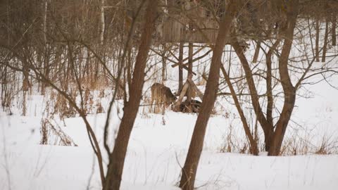 European roe deer (Capreolus capreolus) in the winter forest