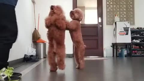 Dog Love Dancing