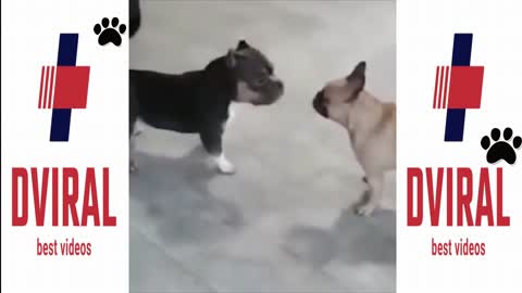 DANCING DOGS 😍