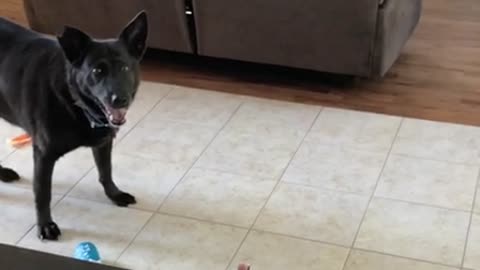 Funny Dog Pretends to be Grown Up