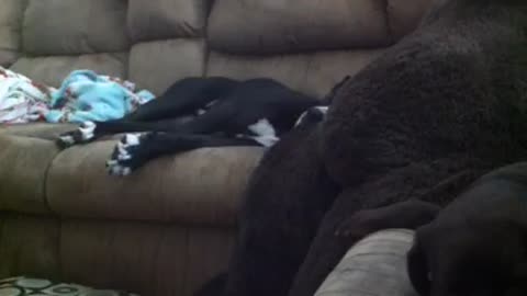 PIT/BOXER DOG SNORES LIKE A GROWN MAN