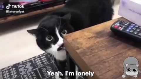 funny cat talk