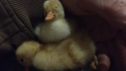 Pekin ducklings hatched yesterday