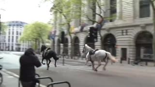 Horses escape in central London, colliding with cars and injuring 4