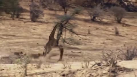 Wildlife Brave Giraffe Kick Five Lions To Save her Baby Power of LION In The Animal World But FAIL