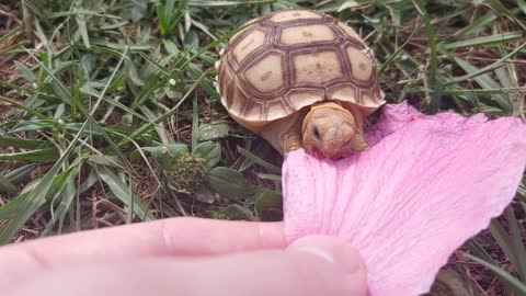 Cute Baby Sulcata Tortoise Eating Hibiscus Flower