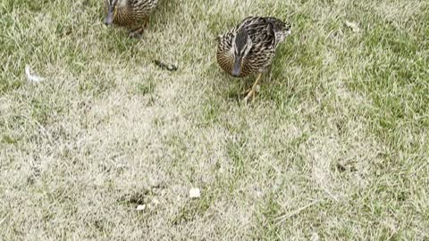 Dry cute babies ducks