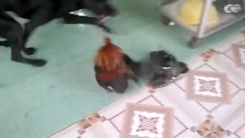 The dog playing with the rooster makes everyone surprised
