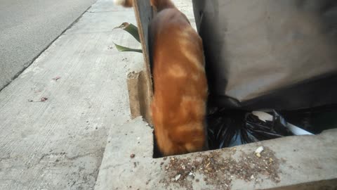 To Survive The Family Cat Suffers Looking For Food In The Trash
