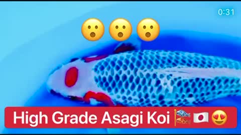 Serious ASAGI KOI 🇯🇵😮🔥 Tancho Asagi first video extremely rare!!! 👍🇯🇵🔥