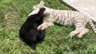 little crazy tigers play together in garden