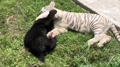 little crazy tigers play together in garden
