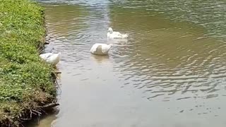 Angel Ducks Enjoying Summer