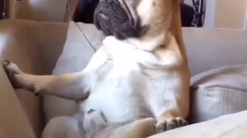 funny pug crazy meditation yoga video