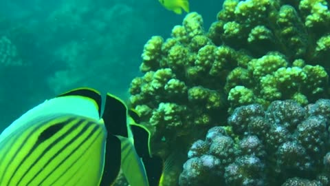 NO SOUND - Closeup view of Red Sea coral reef and fishes