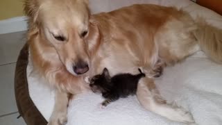 Gatito recién nacido se acurruca con amoroso perro