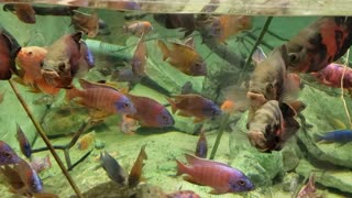 Cichlids - native to Africa and south America