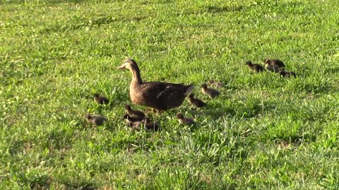 Mama & her baby ducklings