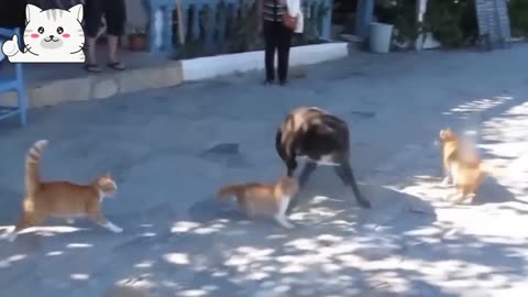 cats worked together to defeat dogs # gangster cat part -1