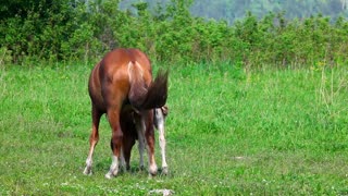 mother horse with his colt in the meadow