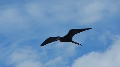 Ecuador: Frigate bird in flight, Galapagos