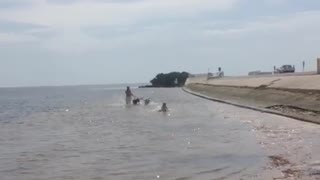 Dogs and their family enjoying the beach