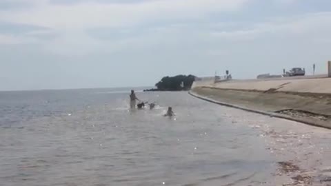 Dogs and their family enjoying the beach