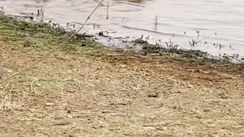 Crocodile Fights And Eats Crocodile