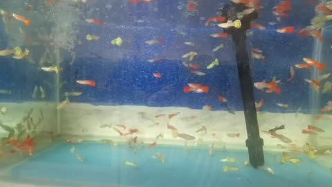 beautiful little guppies