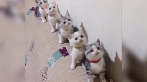 Cute cats Dancing