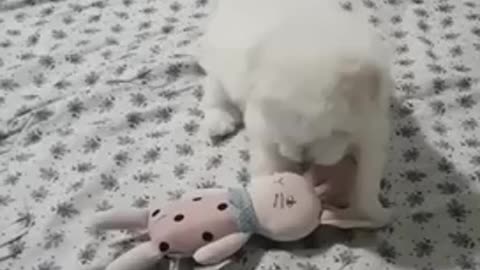 The puppy is playing with the doll! You look so cute.