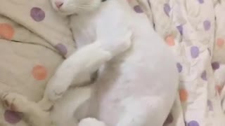Sleeping kitten ,Puppies do not allow kittens to sleep