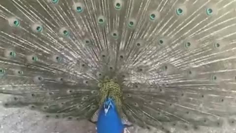 Proud As A Peacock