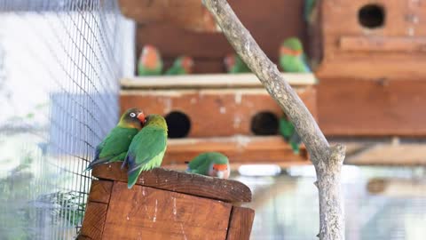 Bird of tropical rainforest large green parrot with orange beak feeds other