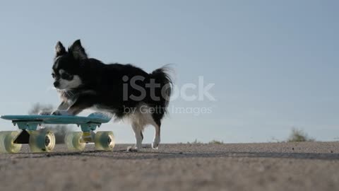 funny small dog pushing skateboard sport agility on asphalt road in slow motion