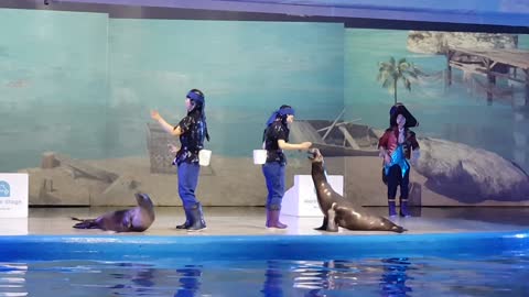 Pacific Land Seals, Jeju Island, Korea