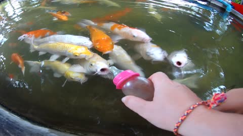 Kids Feed Koi Fish In Thailand With Baby Bottles