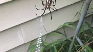 Garden Spider Finishing Her Web