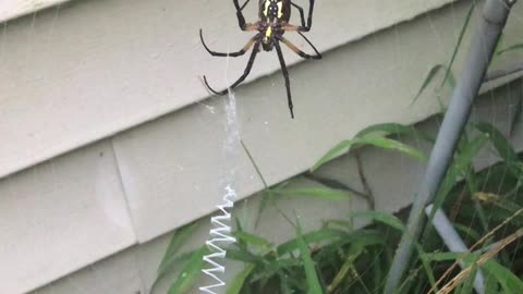 Garden Spider Finishing Her Web