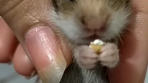Cute Hamster Eating