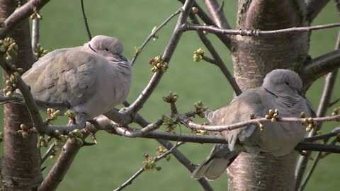 Birds nature pigeons wildlife feathers