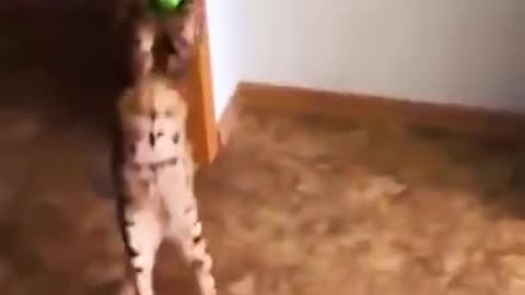 New Funny cat & dog Videos 2022