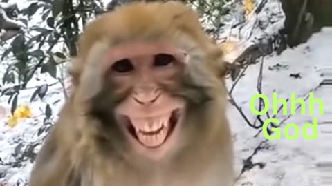 Laughing ape