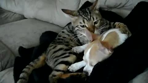 Dog love cat video