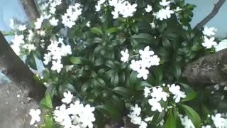 A beautiful garden of white flowers, this flower is a light for the eyes [Nature & Animals]
