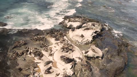 Aerial view of seal colony in Australia