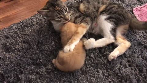 Mama Cat Kicks Her Newborn Kitten