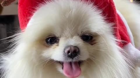 funny dog celebrate Marry Christmas ⛄