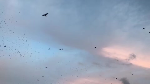 Flying birds in the sunset